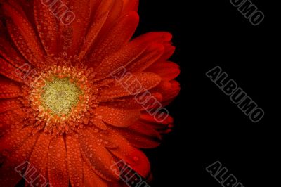 red gerbera