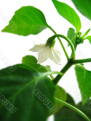 Pepper plant