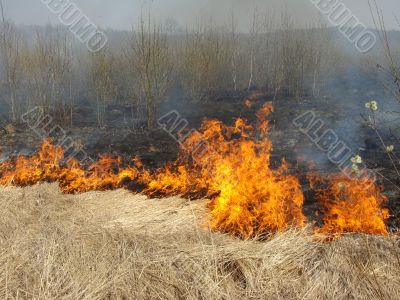 wildfire