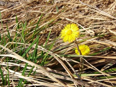 Coltsfoot Tussilago farfara