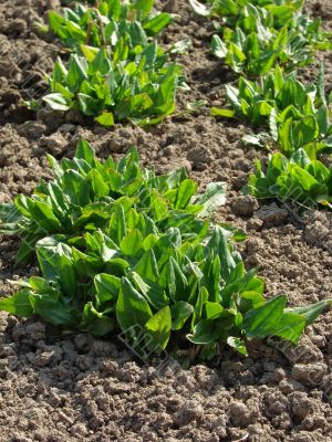 sorrel sprouts