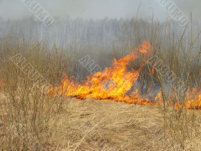 wildfire
