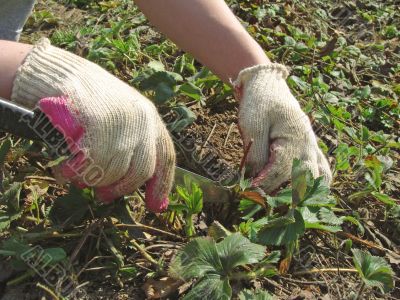 gardening