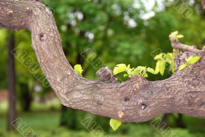 Tree branch