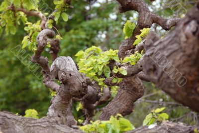 Tree branch