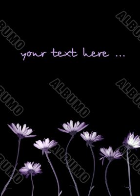 Chrysanthemums