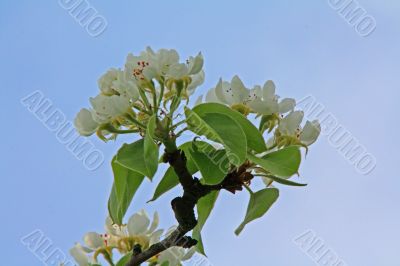 apple blossom