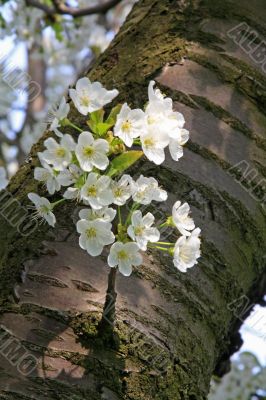 apple blossom