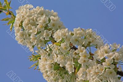 apple blossom
