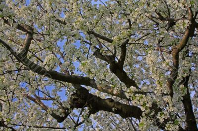 apple blossom