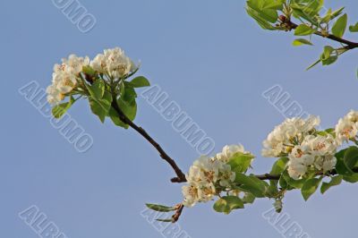 apple blossom