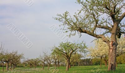 spring meadow with flowering apple trees