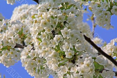 apple blossom
