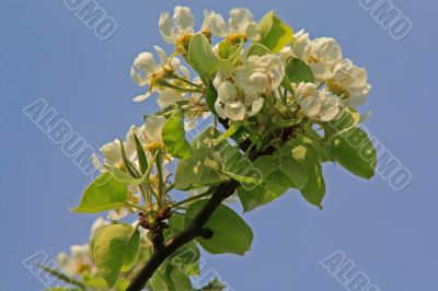 apple blossom