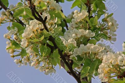 apple blossom