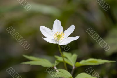 Anemone