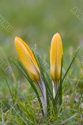 Crocus