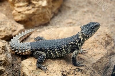 Saurian