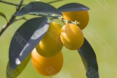 Kumquat