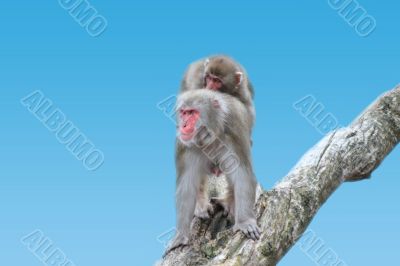 Egret Monkeys