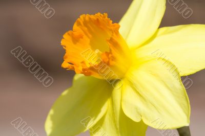 Daffodil