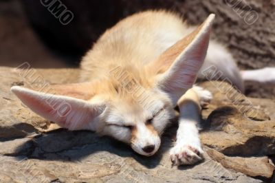 Fennec