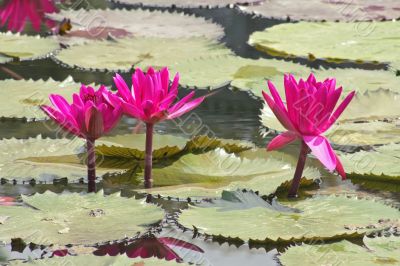 Pink Water Lily