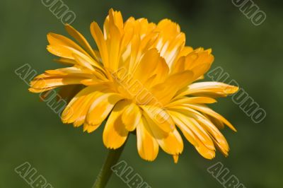 Marigold