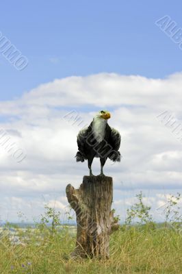 Stump with Eagle
