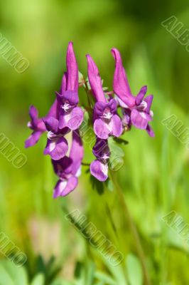 Purple Flower