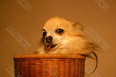 chihuahua in baskett