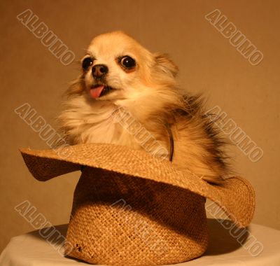chihuahua in an hat