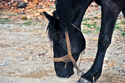 Black horse
