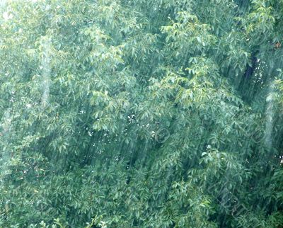 Rainy day
