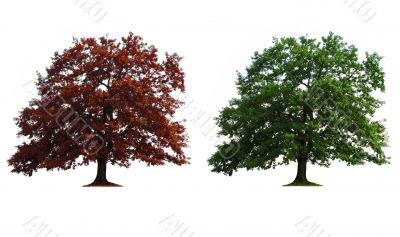 two trees in line