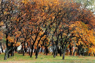 Autumn park