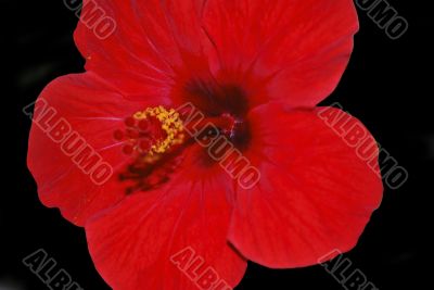 hibiscus