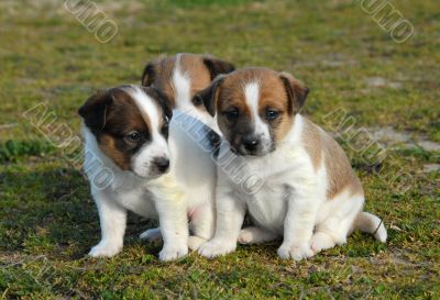 three puppies jack russel terrier