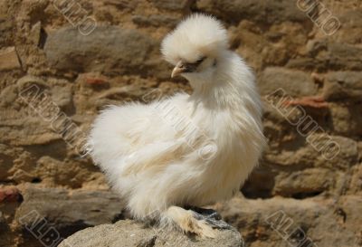 silkie chicken