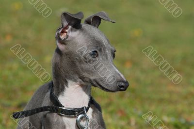 puppy italian greyhound