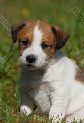 puppy jack russel terrier