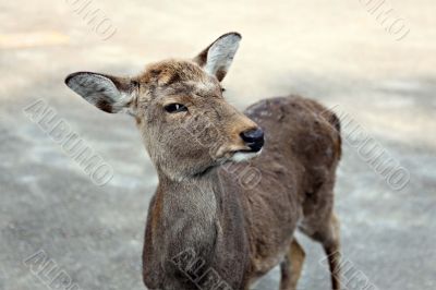 Young deer looking very suspicious