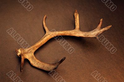 Deer`s horn
