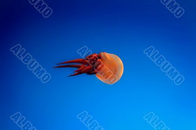 Small jellyfish