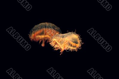 Two jellyfishes