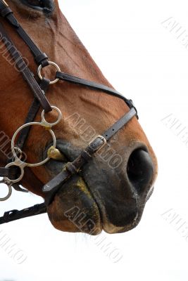 bridle