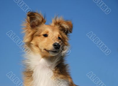puppy shetland sheepdog