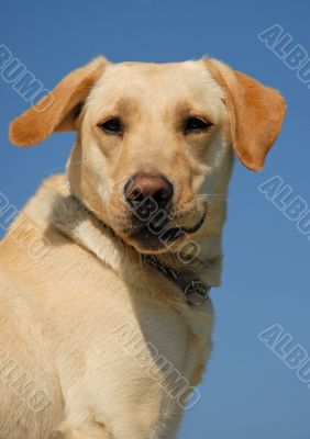 labrador retriever