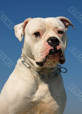 American bulldog