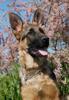 puppy german shepherd